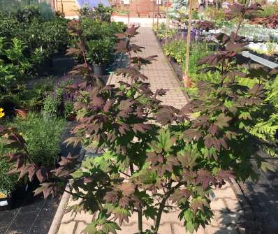 javor - Acer circinatum 'Burgundy Jewel'