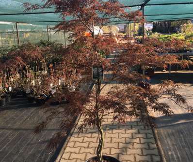 javor - Acer palmatum 'Firecracker'