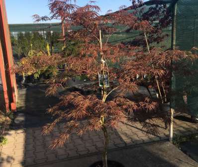 javor - Acer palmatum 'Firecracker'