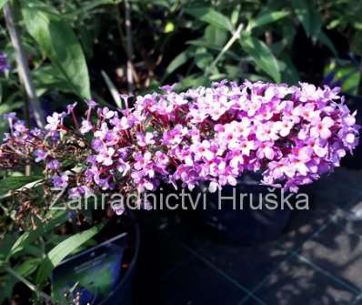 komule - buddleja davidii 'Peacock'