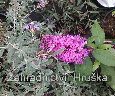 komule - Buddleja davidii 'Free Petite Tutti Fruitti'