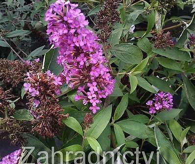 komule - Buddleja davidii 'Free Petite Tutti Fruitti'
