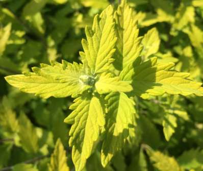 ořechoplodec - Caryopteris clandonensis 'Hint Of Gold'