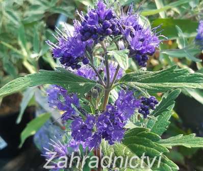 ořechoplodec - Caryopteris clandonensis 'Grand Blue'