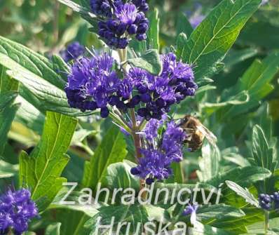 ořechoplodec - Caryopteris clandonensis 'Grand Blue'