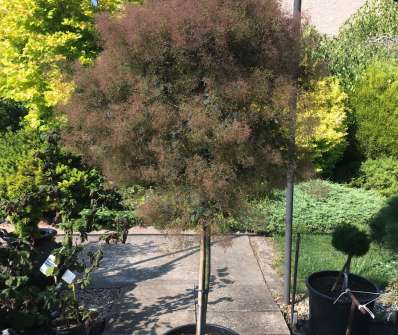 ruj - Cotinus 'Dusky Maiden'