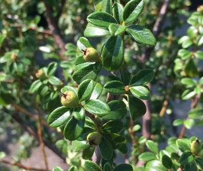 skalník - Cotoneaster dammeri 'Coral Beauty' KM