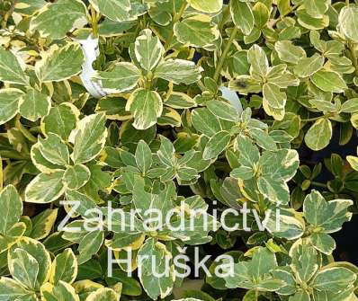 brslen - Euonymus fortunei 'Canadale Gold'