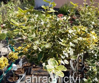 brslen - Euonymus fortunei 'Canadale Gold'