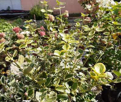 brslen - Euonymus fortunei 'Canadale Gold'