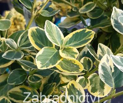 brslen - Euonymus fortunei 'Canadale Gold'