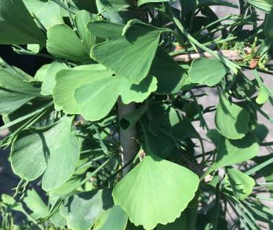 jinan - Ginkgo biloba 'Kopista'