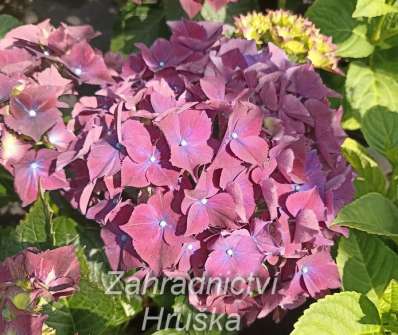 hortenzie - Hydrangea macrophylla..