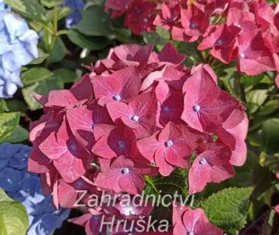 hortenzie - Hydrangea macrophylla..