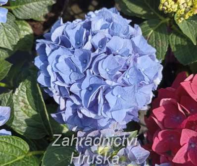 hortenzie - Hydrangea macrophylla..