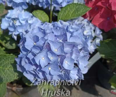 hortenzie - Hydrangea macrophylla..