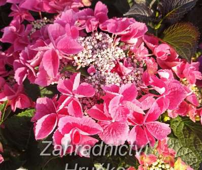 hortenzie - Hydrangea macrophylla..