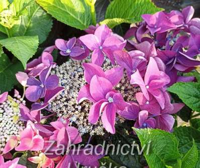 hortenzie - Hydrangea macrophylla..