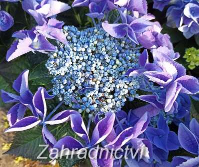 hortenzie - Hydrangea macrophylla..