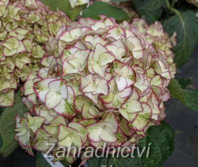 hortenzie - Hydrangea macrophylla.