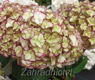 hortenzie - Hydrangea macrophylla.