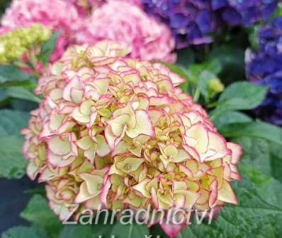 hortenzie - Hydrangea macrophylla.
