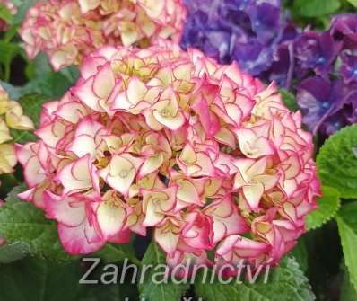 hortenzie - Hydrangea macrophylla.