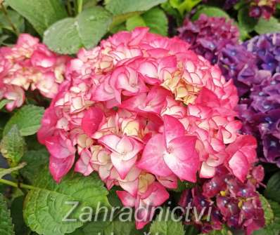 hortenzie - Hydrangea macrophylla.