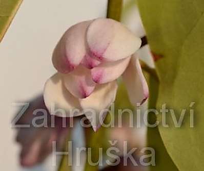 šácholan - Magnolia 'Fairy Blush'