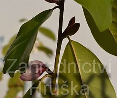 šácholan - Magnolia 'Fairy Blush'