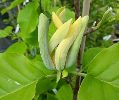 šácholan - Magnolia 'Blue Opal'