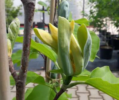 šácholan - Magnolia 'Blue Opal'