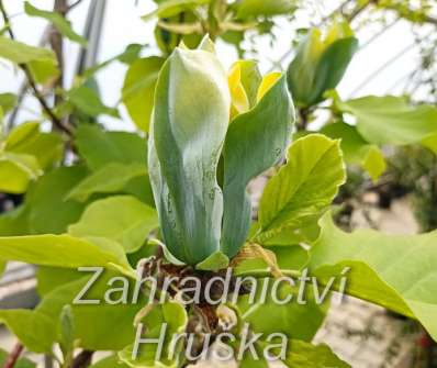 šácholan - Magnolia 'Blue Opal'