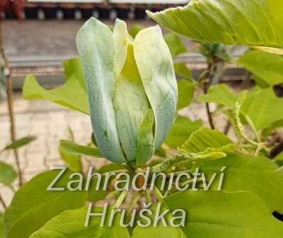 šácholan - Magnolia 'Blue Opal'