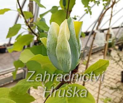 šácholan - Magnolia 'Blue Opal'