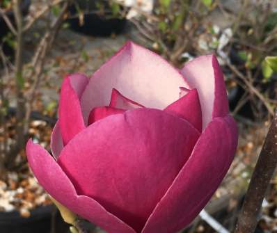 šácholan - Magnolia 'Picard's Garnet'