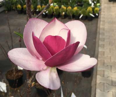 šácholan - Magnolia 'Picard's Garnet'