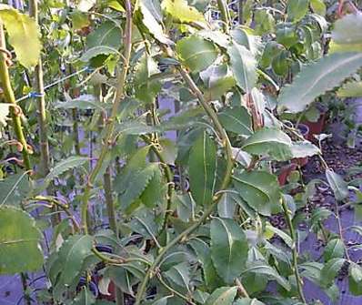 vrba - Salix caprea 'Curly Lock'