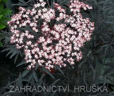 bez černý - Sambucus nigra 'Black Beauty'
