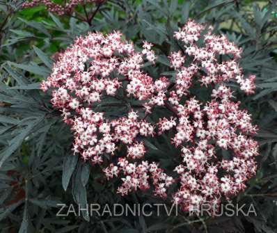 bez černý - Sambucus nigra 'Black Beauty'
