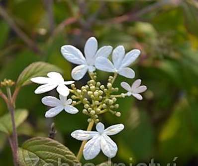 kalina - Viburnum plicatum 'Watanabe'. KM