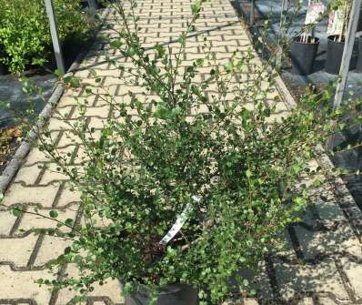 bříza - Betula 'Nana'