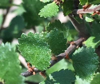 bříza - Betula 'Nana'