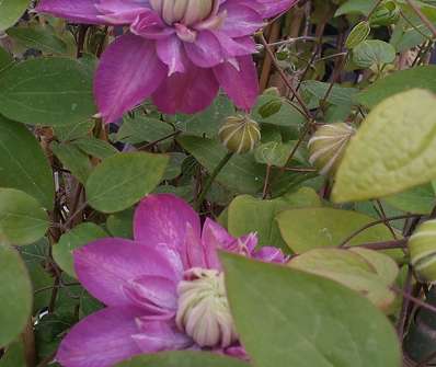 plamének - Clematis 'Kaiser'