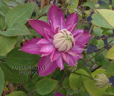 plamének - Clematis 'Kaiser'