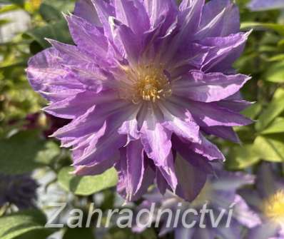 plamének - Clematis 'Thyrislund'