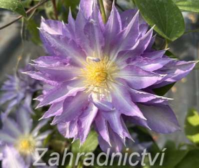 plamének - Clematis 'Thyrislund'