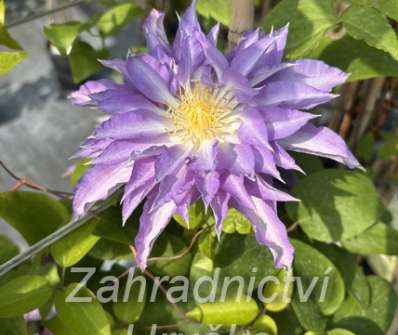 plamének - Clematis 'Thyrislund'