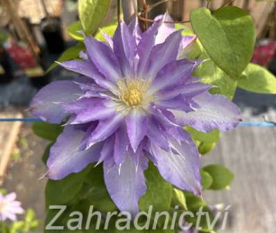 plamének - Clematis 'Thyrislund'