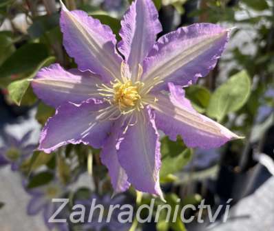 plamének - Clematis 'Thyrislund'